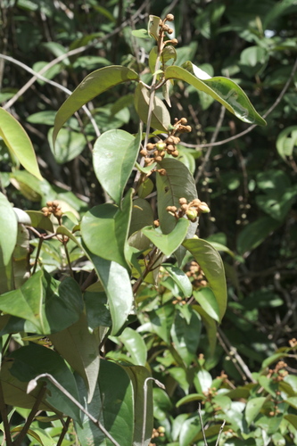 Vismia guianensis, photograph 5