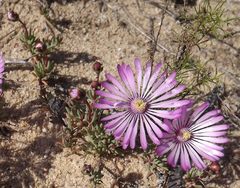 Lampranthus peacockiae