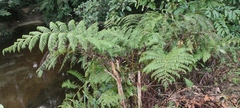 Cyathea microdonta, photograph (c) fmunoz, some rights reserved (CC BY)