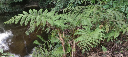 Cyathea microdonta, photograph 3