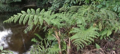 Cyathea microdonta, photograph (c) fmunoz, some rights reserved (CC BY)