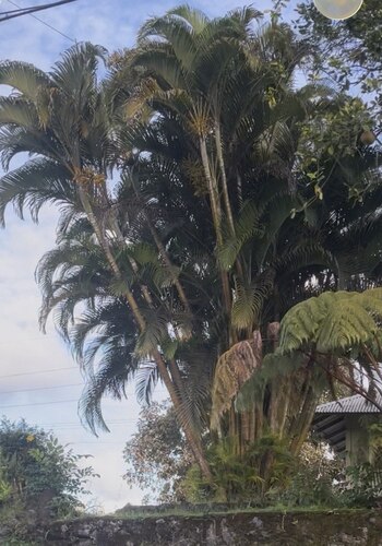 Areca, 2025-11-10