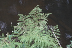Cyathea microdonta, photograph (c) fmunoz, some rights reserved (CC BY)