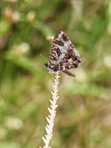 Bush Bronze