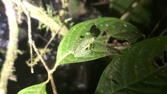 Sachatamia albomaculata