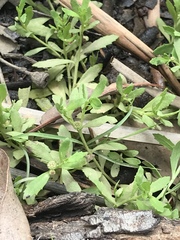 Centipeda minima minima