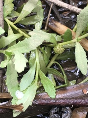 Centipeda minima minima