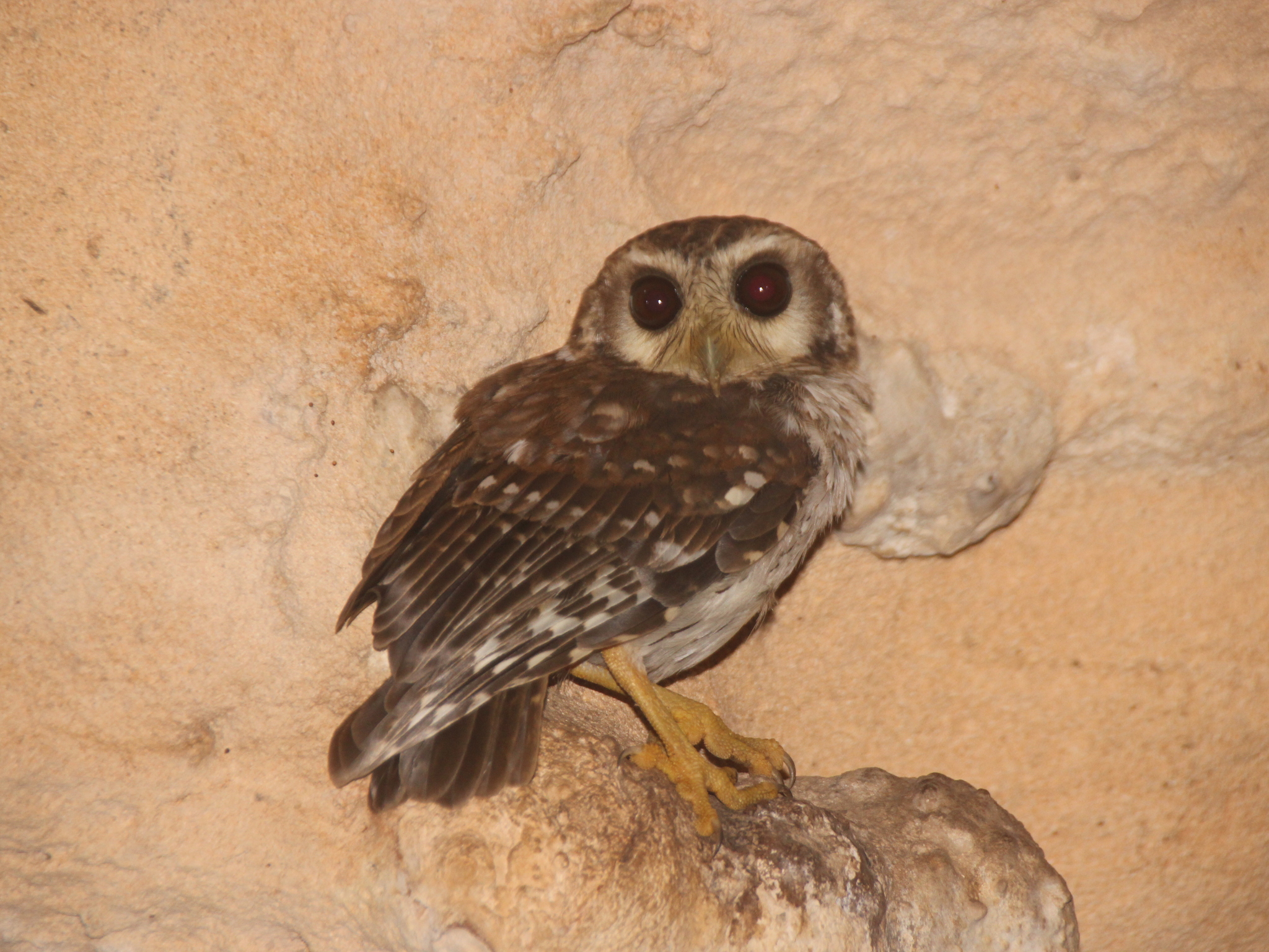 Bare-legged Owl (Margarobyas lawrencii), photo 6