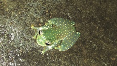 Sachatamia albomaculata