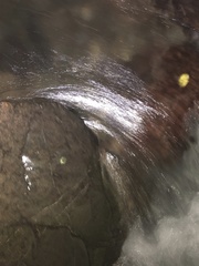 Sachatamia albomaculata