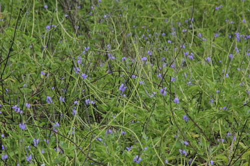 Stachytarpheta jamaicensis