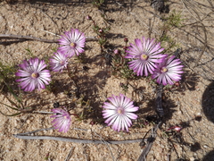 Lampranthus peacockiae