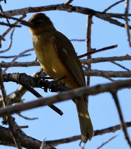 Yellow-bellied Greenbul (Chlorocichla flaviventris), photo 6