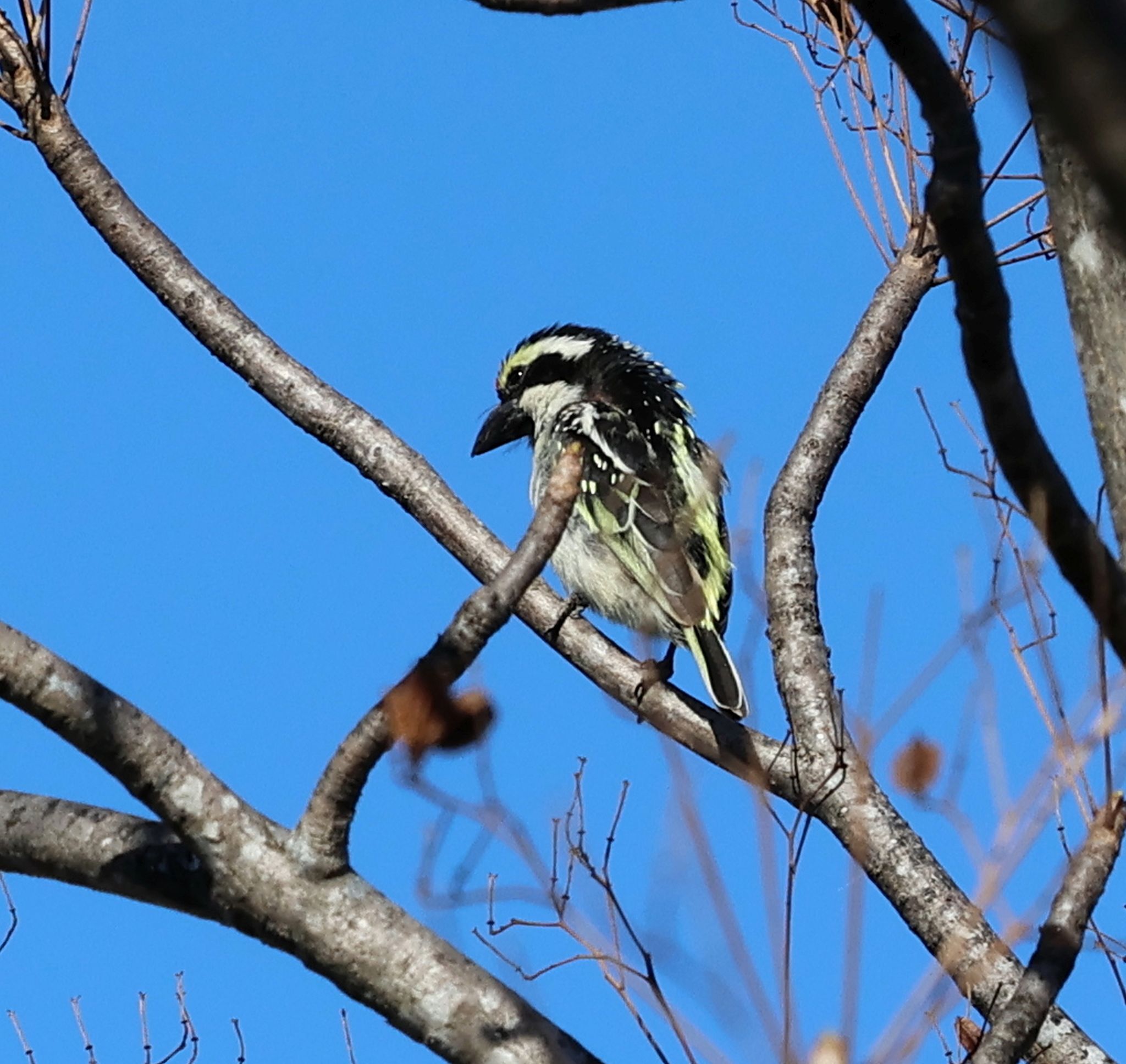 Pied Barbet (Tricholaema leucomelas)