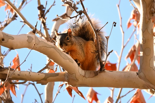 Mexican Fox Squirrel observed by adamiano531