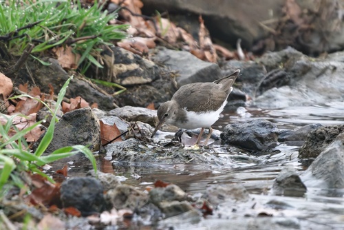 Andarríos maculado (Actitis macularius)