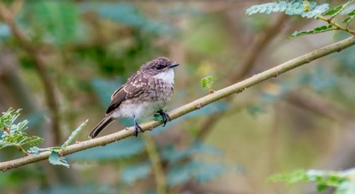 Swamp Flycatcher