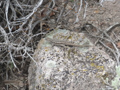 Sceloporus graciosus graciosus