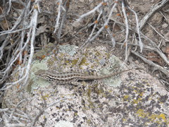 Sceloporus graciosus graciosus
