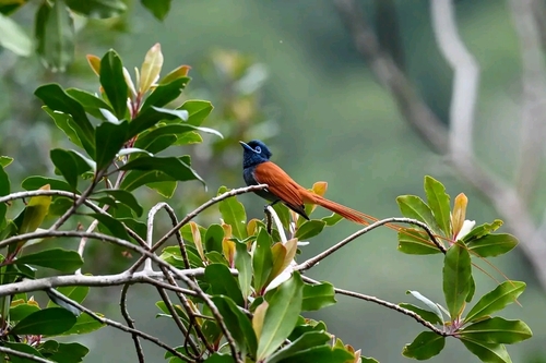 African Paradise-Flycatcher