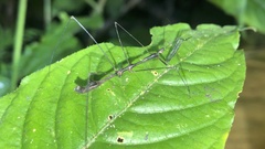 Ghilianella strigata