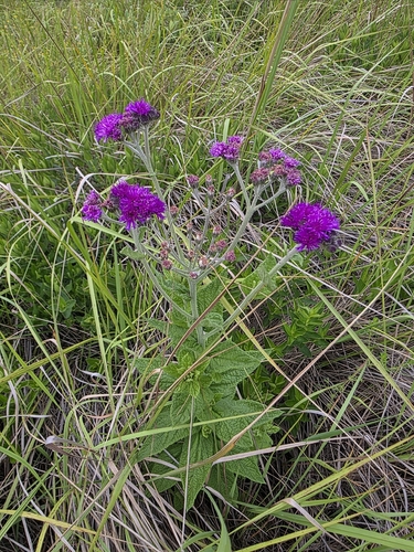 Hilliardiella hirsuta, 2025-12-20