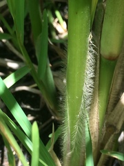 Echinochloa pyramidalis