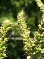 Echinochloa pyramidalis