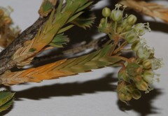 Psammotropha anguina