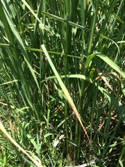 Echinochloa pyramidalis