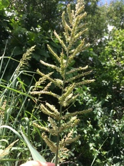 Echinochloa pyramidalis