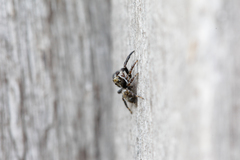 Pseudeuophrys obsoleta