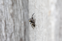 Pseudeuophrys obsoleta