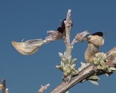 Wiborgia sericea