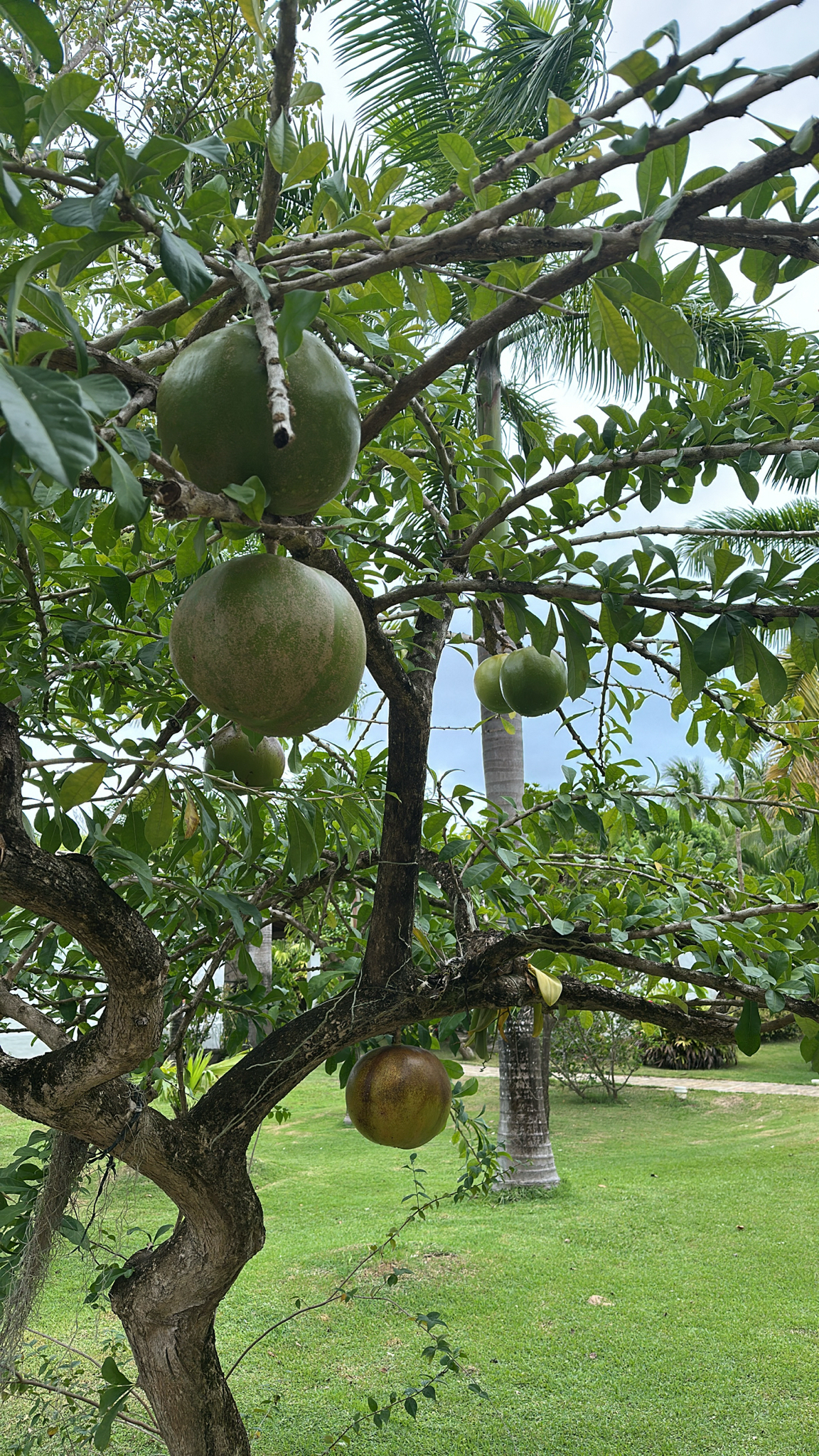 Crescentia cujete