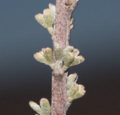 Wiborgia sericea