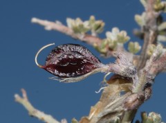 Wiborgia sericea