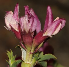 Polhillia involucrata