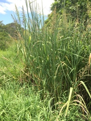 Echinochloa pyramidalis