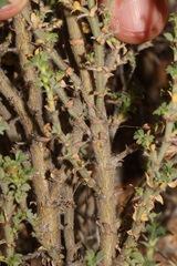 Polhillia involucrata