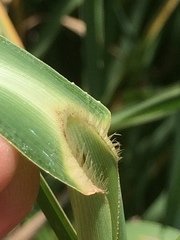 Echinochloa pyramidalis