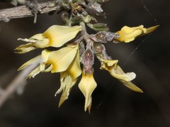 Wiborgia sericea