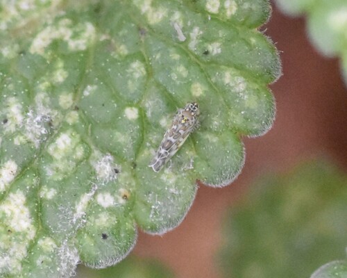 Ligurian Leafhopper, Nieuweweg, Groesbeek, Nederland, photo 9 of 10