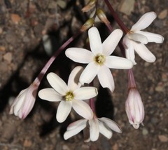 Ixia paniculata
