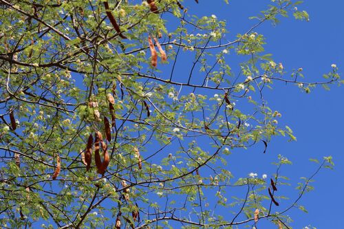 Albizia harveyi