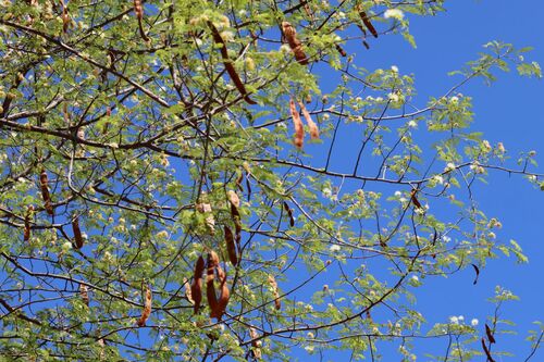 Albizia harveyi, photograph 1