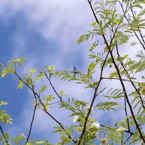 Albizia harveyi, photograph 2