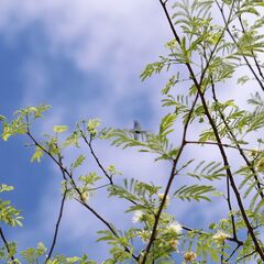 Albizia harveyi, photograph (c) Alan Manson, some rights reserved (CC BY)