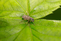 Polydrusini