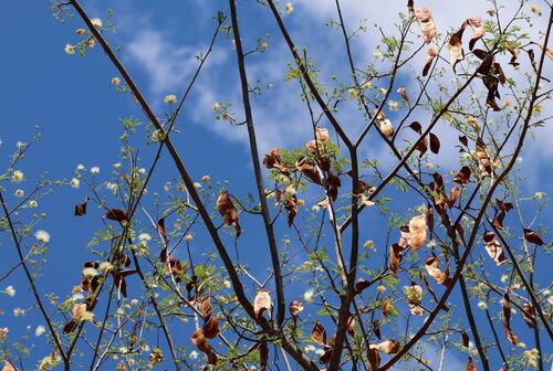 Albizia harveyi, photograph 3